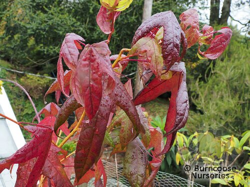 LIQUIDAMBAR styraciflua 'Golden Sun' 