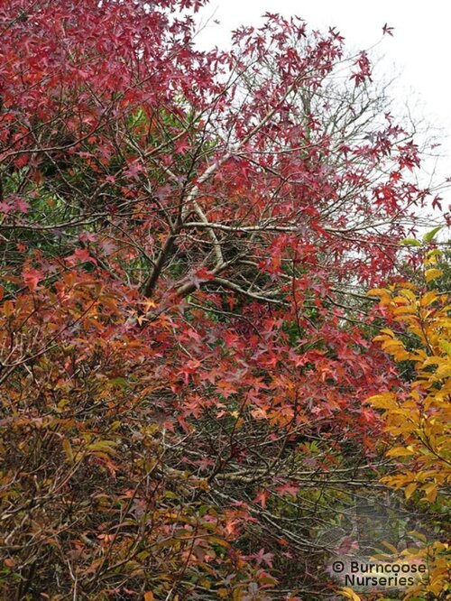 LIQUIDAMBAR styraciflua 'Palo Alto' 
