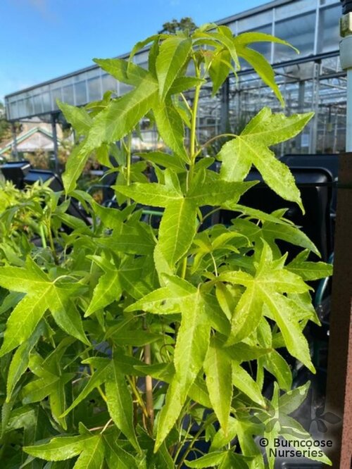 LIQUIDAMBAR styraciflua 'Slender Silhouette' 