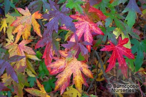 LIQUIDAMBAR styraciflua 'Worplesdon' 