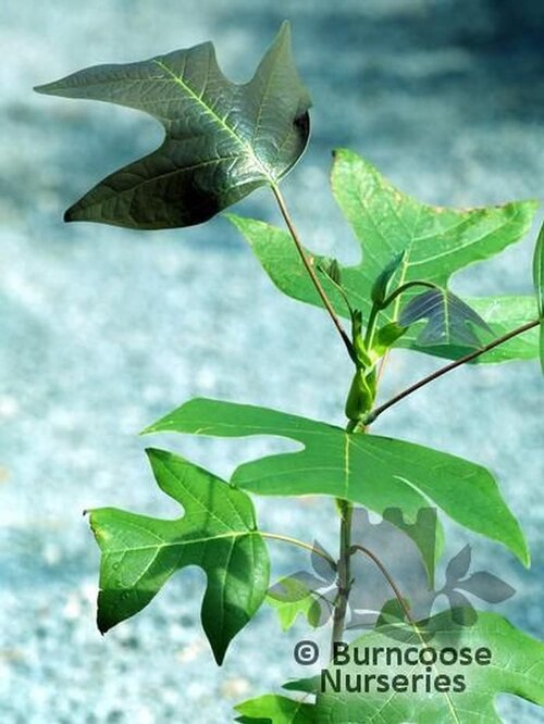 LIRIODENDRON chinense  