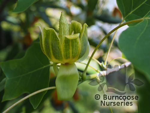 LIRIODENDRON chinense  