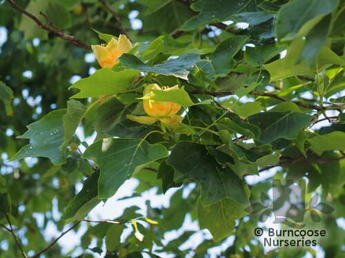 LIRIODENDRON tulipifera  