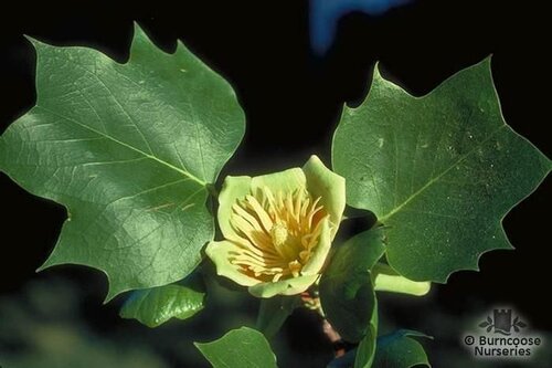 LIRIODENDRON   