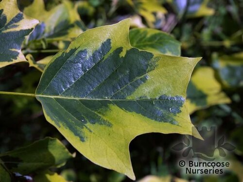 LIRIODENDRON tulipifera 'Aureomarginatum' 