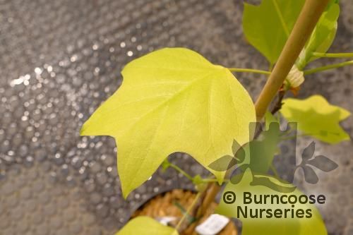 LIRIODENDRON tulipifera 'Glen Gold' 