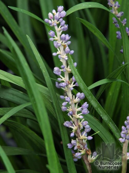 LIRIOPE muscari  
