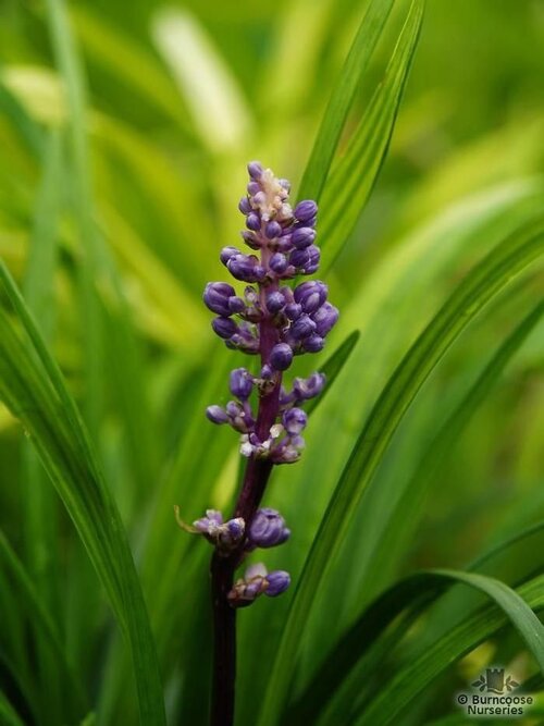 LIRIOPE   