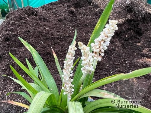 LIRIOPE muscari 'Monroe White' 