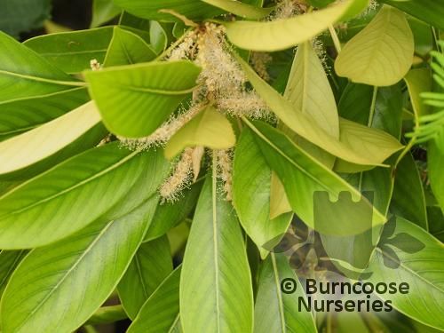 LITHOCARPUS edulis  