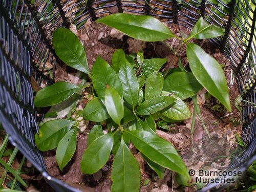 LITHOCARPUS glaber  