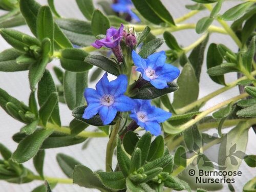 LITHODORA 'Heavenly Blue'  
