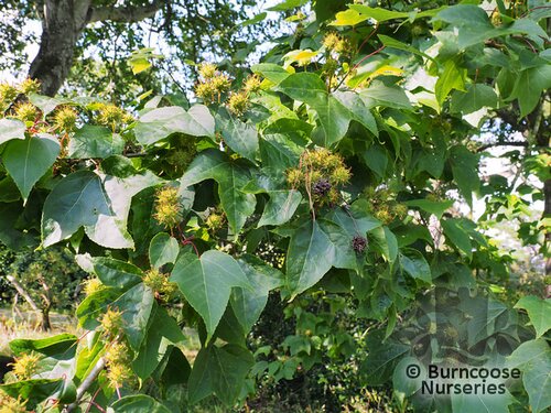 LIQUIDAMBAR acalycina  