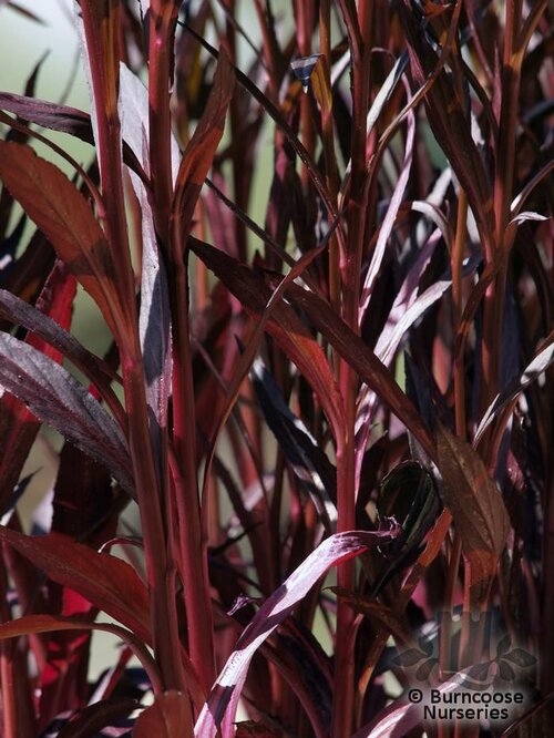 LOBELIA   