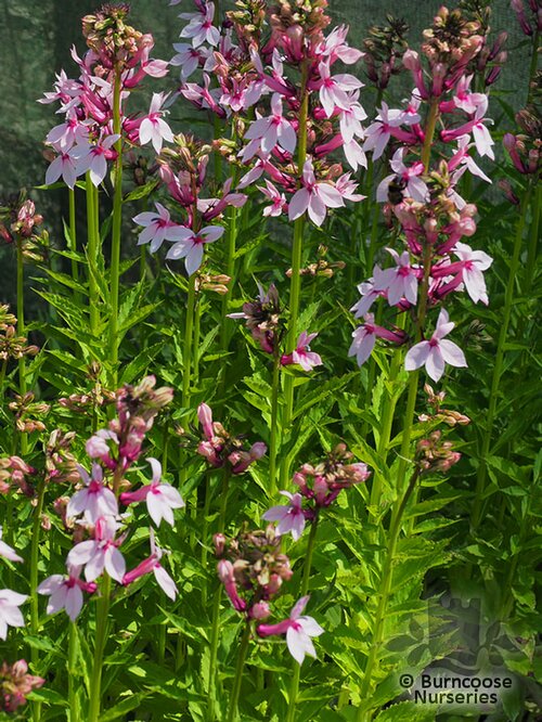 LOBELIA 'Compton Pink'  