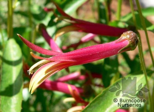 LOBELIA laxiflora  