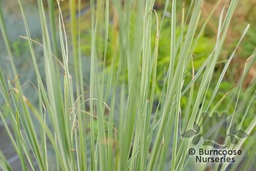 LOMANDRA longifolia 'Arctic Frost' 
