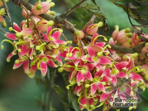 LOMATIA ferruginea  