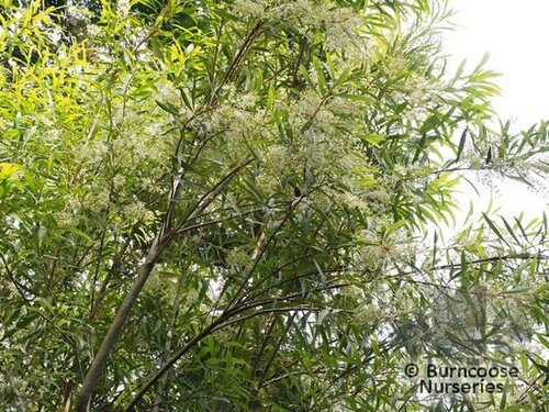 LOMATIA fraseri  
