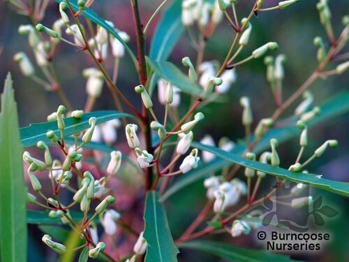 LOMATIA myricoides  