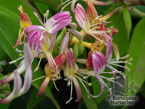 LONICERA alseuosmoides  