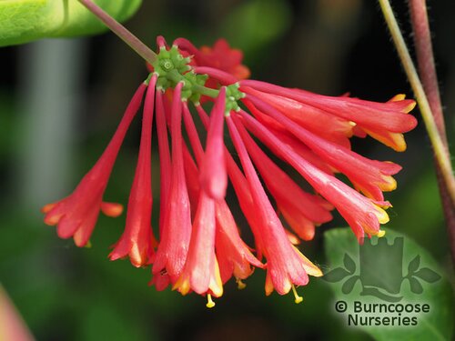 LONICERA brownii 'Dropmore Scarlet' 