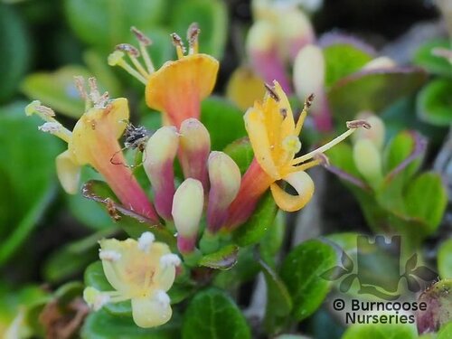 LONICERA crassifolia  