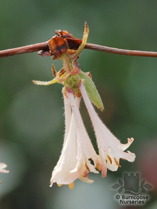 LONICERA elisae  
