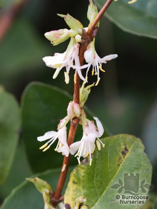 LONICERA fragrantissima  