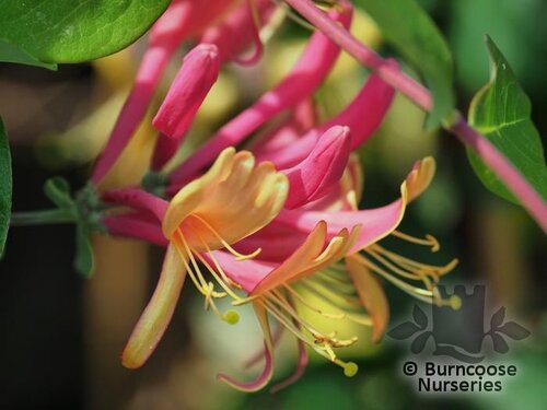 LONICERA x heckrottii 'Gold Flame' 