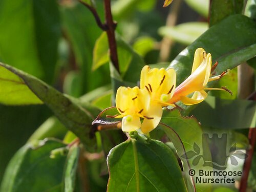LONICERA henryi  