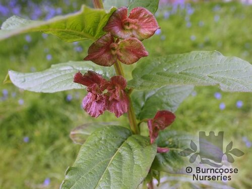 LONICERA involucrata  