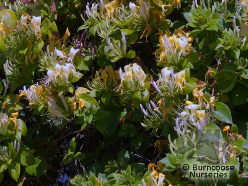 LONICERA japonica 'Halliana' 