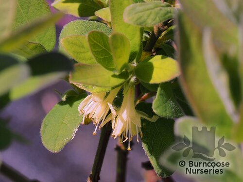 LONICERA kamtschatica  