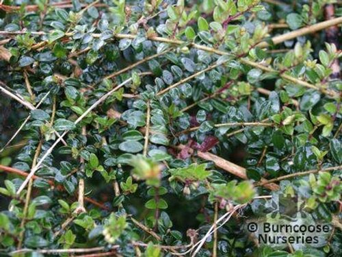 LONICERA nitida  