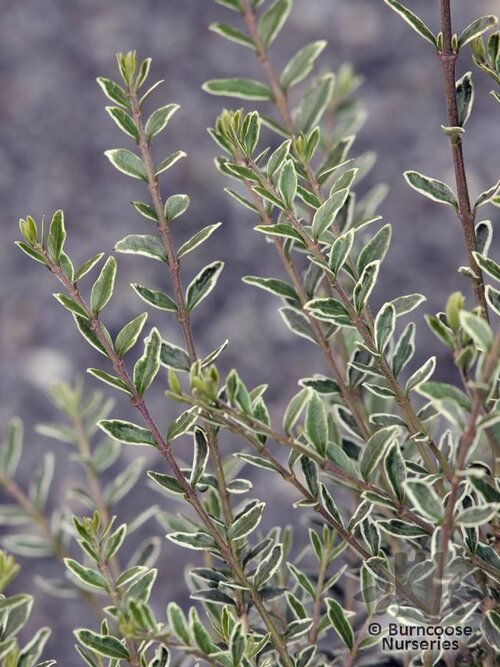 LONICERA nitida 'Silver Beauty' 