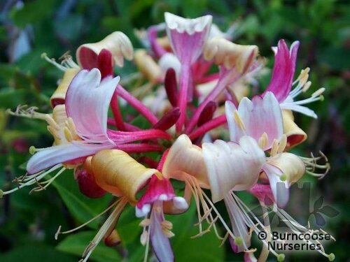 LONICERA   