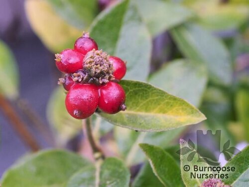 LONICERA periclymenum 'Honey Baby' 