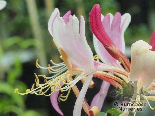 LONICERA periclymenum 'Serotina' 