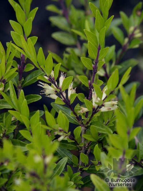 LONICERA pileata  