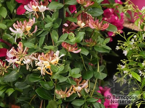 LONICERA periclymenum 'Rhubarb and Custard' 