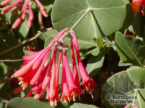 LONICERA sempervirens  