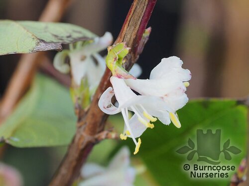 LONICERA x purpusii 'Winter Beauty' 