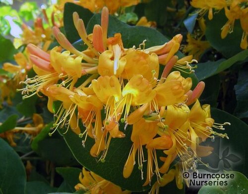 Lonicera x Tellmanniana