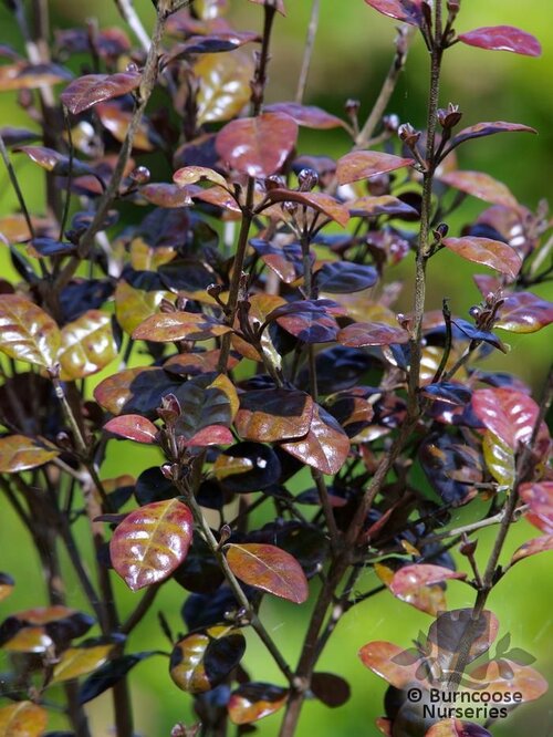 LOPHOMYRTUS x ralphii 'Kathryn' 