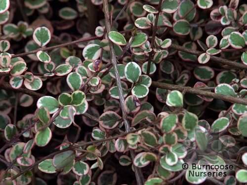 LOPHOMYRTUS x ralphii 'Little Star' 