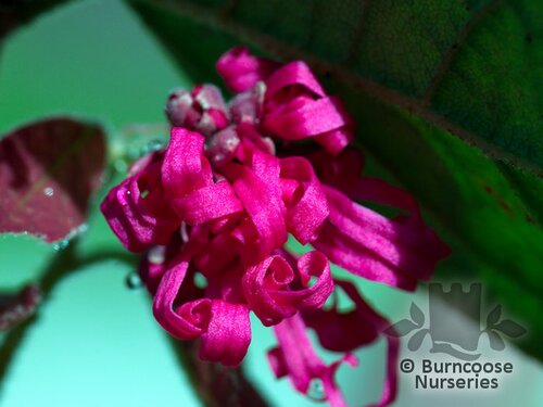 LOROPETALUM chinense 'Daybreak's Flame' 