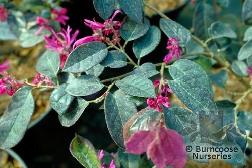 LOROPETALUM chinense 'Fire Dance' 