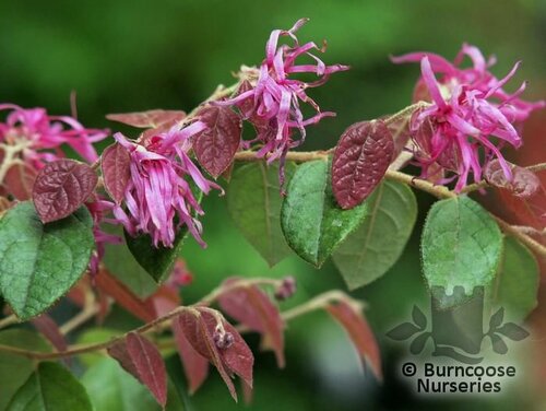 LOROPETALUM   