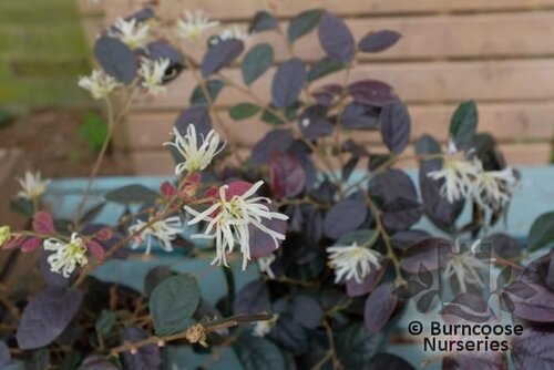 LOROPETALUM chinense 'Ruby Snow'  